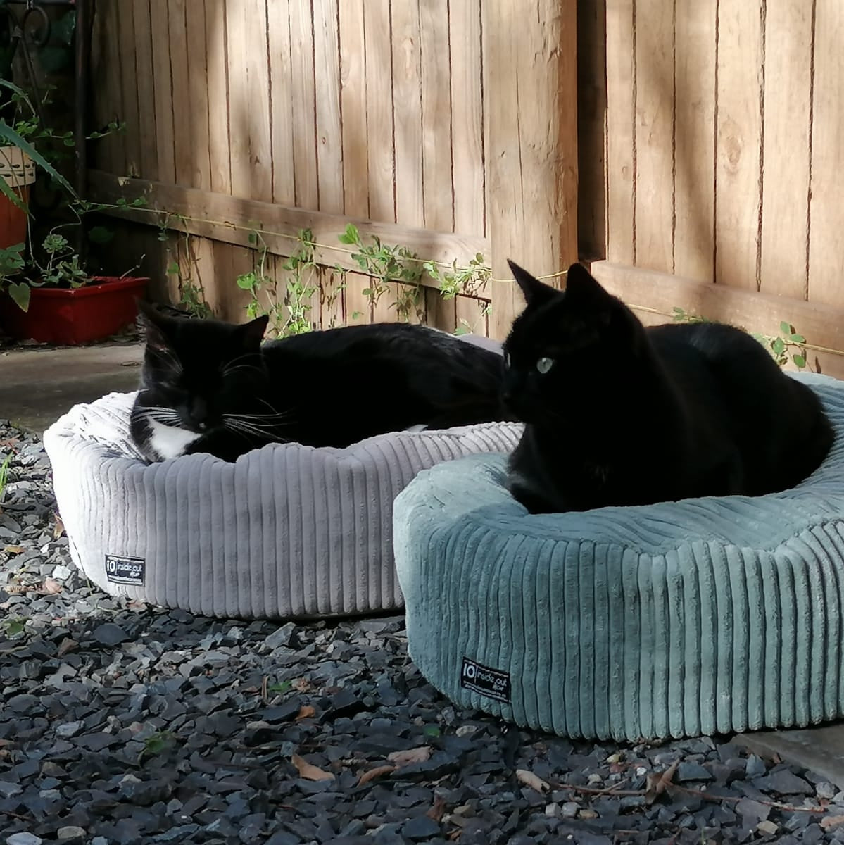 Pet Beds