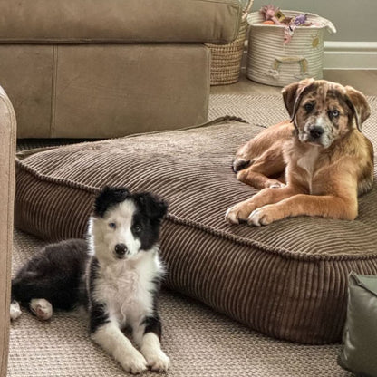 Pet Beds