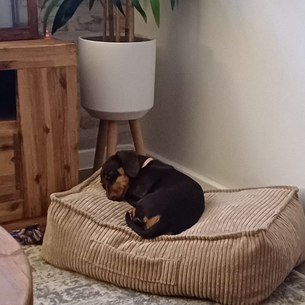 Pet Beds